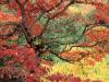 Sassafras in Autumn, Hoyt Arboretum, Portland,